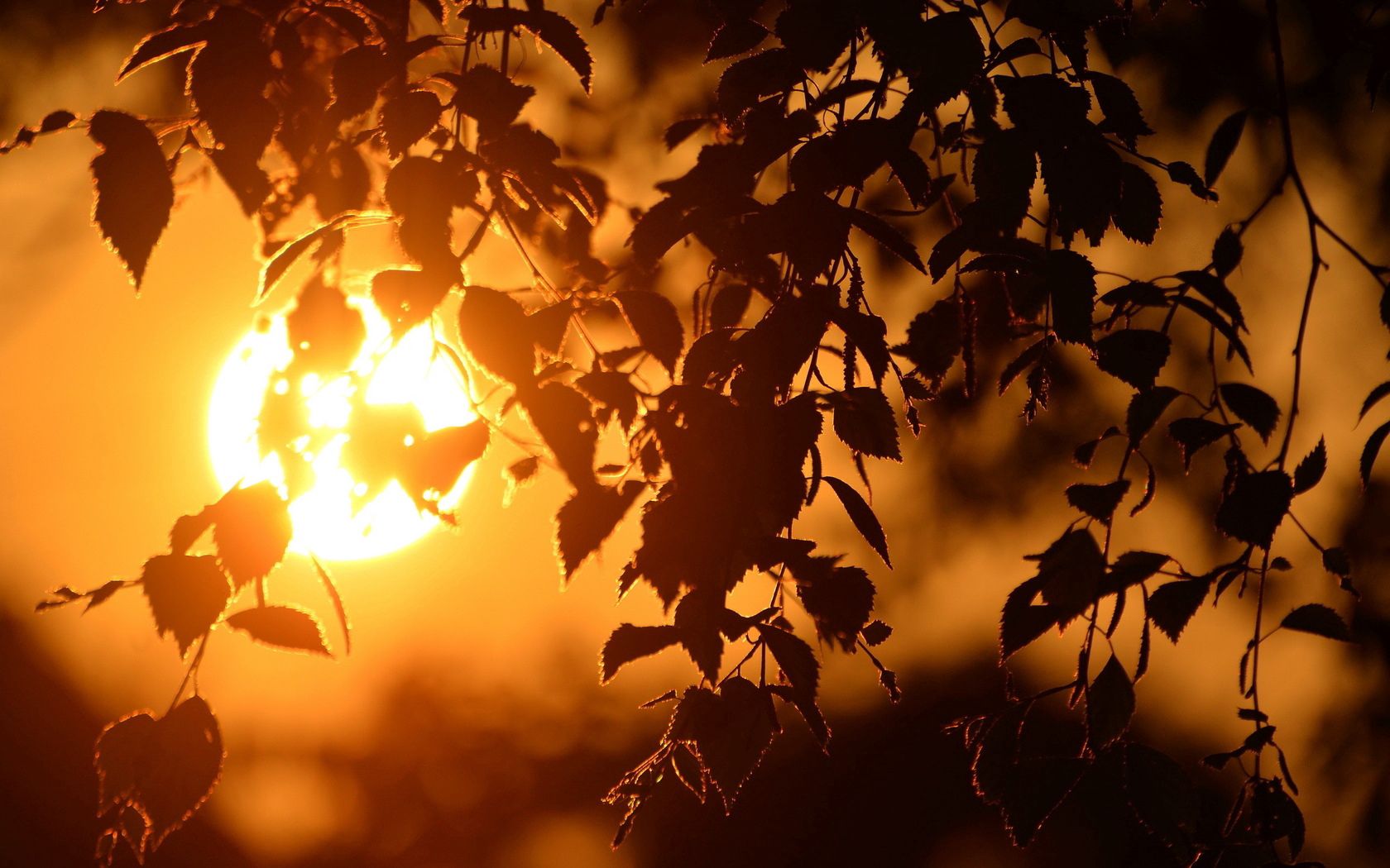 sun, disk, decline, leaves, branches, birch