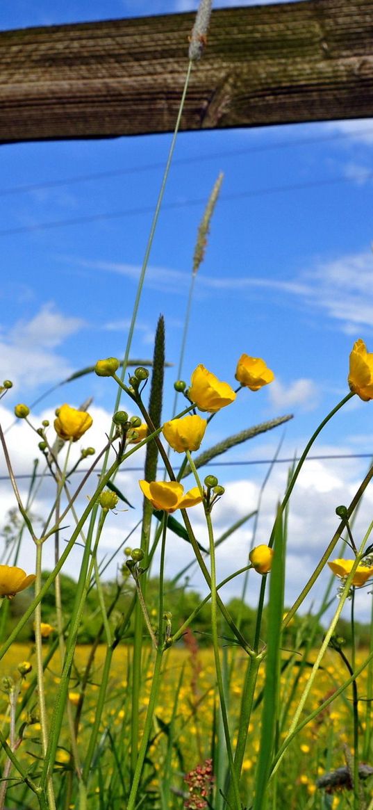 fence, flowers, field, yellow, protection, boards, solarly