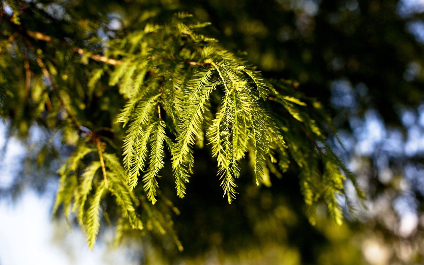 branches, fir-tree, coniferous, green, degradation