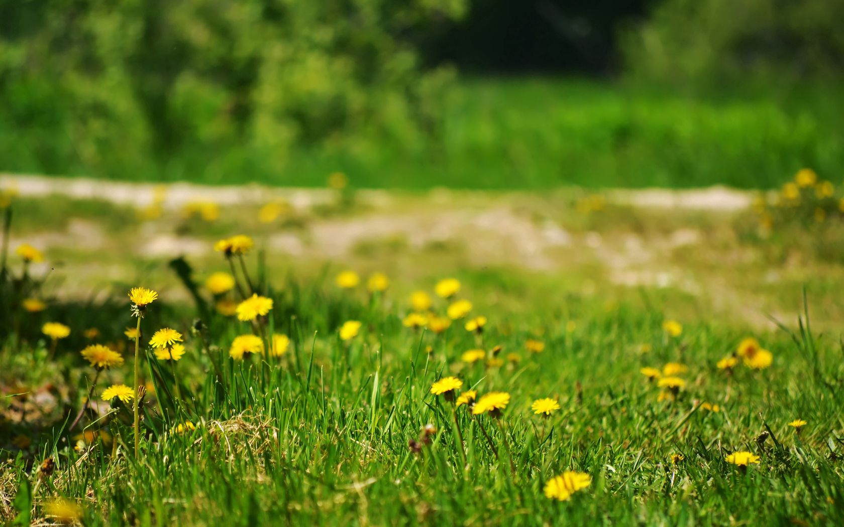 dandelions, yellow, grass, glade