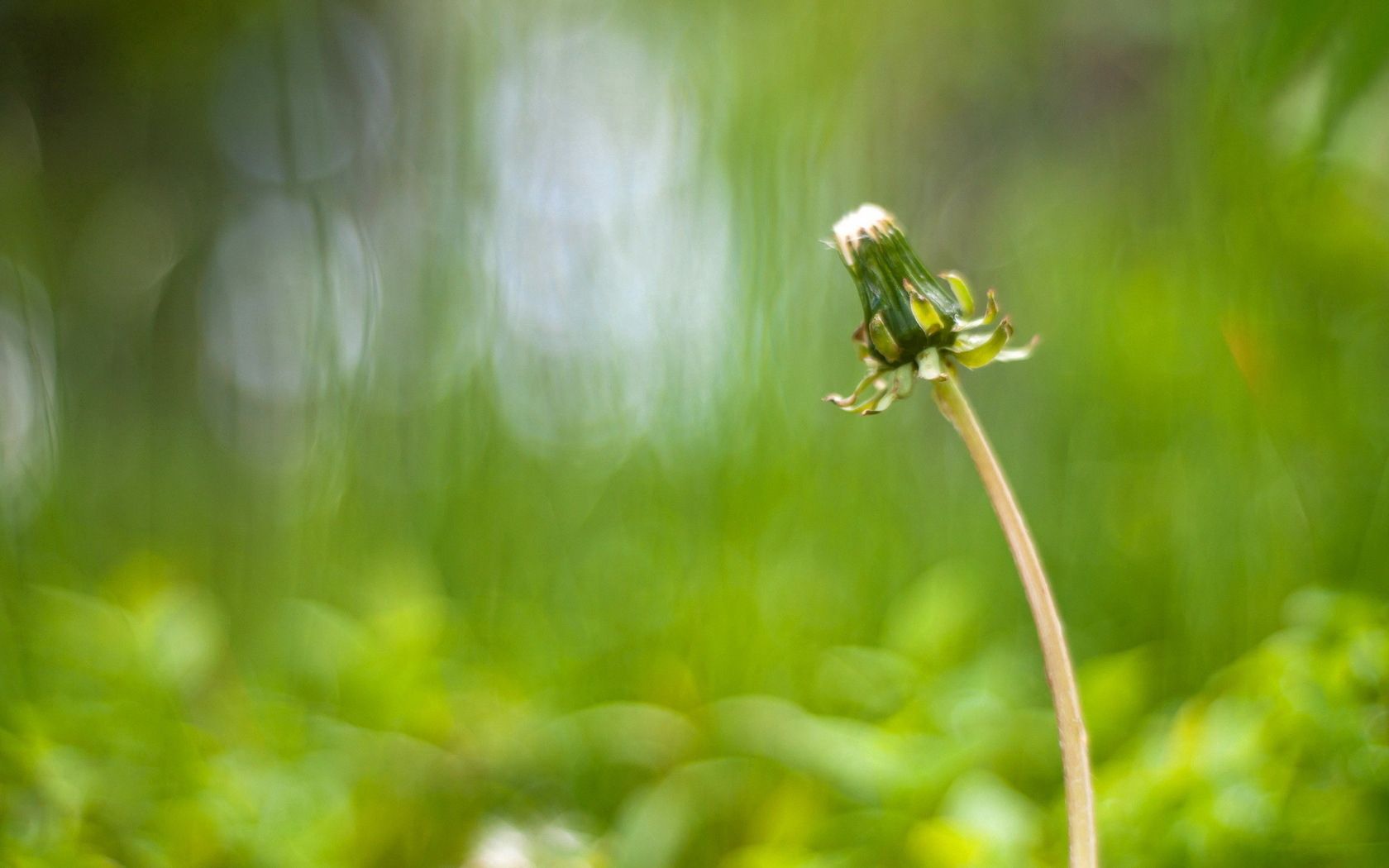 dandelion, flower, stalk, bald, degradation