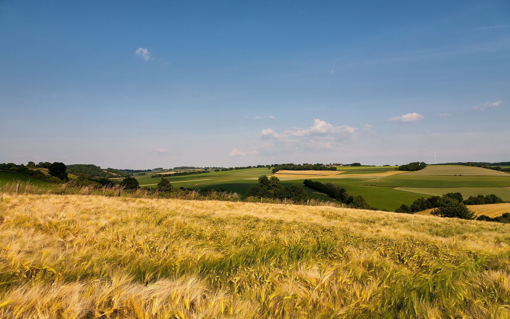 grass, field, open spaces, summer, ears