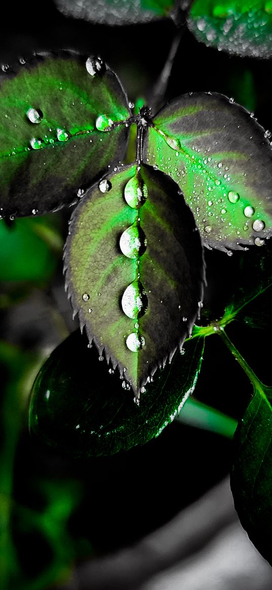 drop, leaf, nature, green, dark, water drop, plant, rose