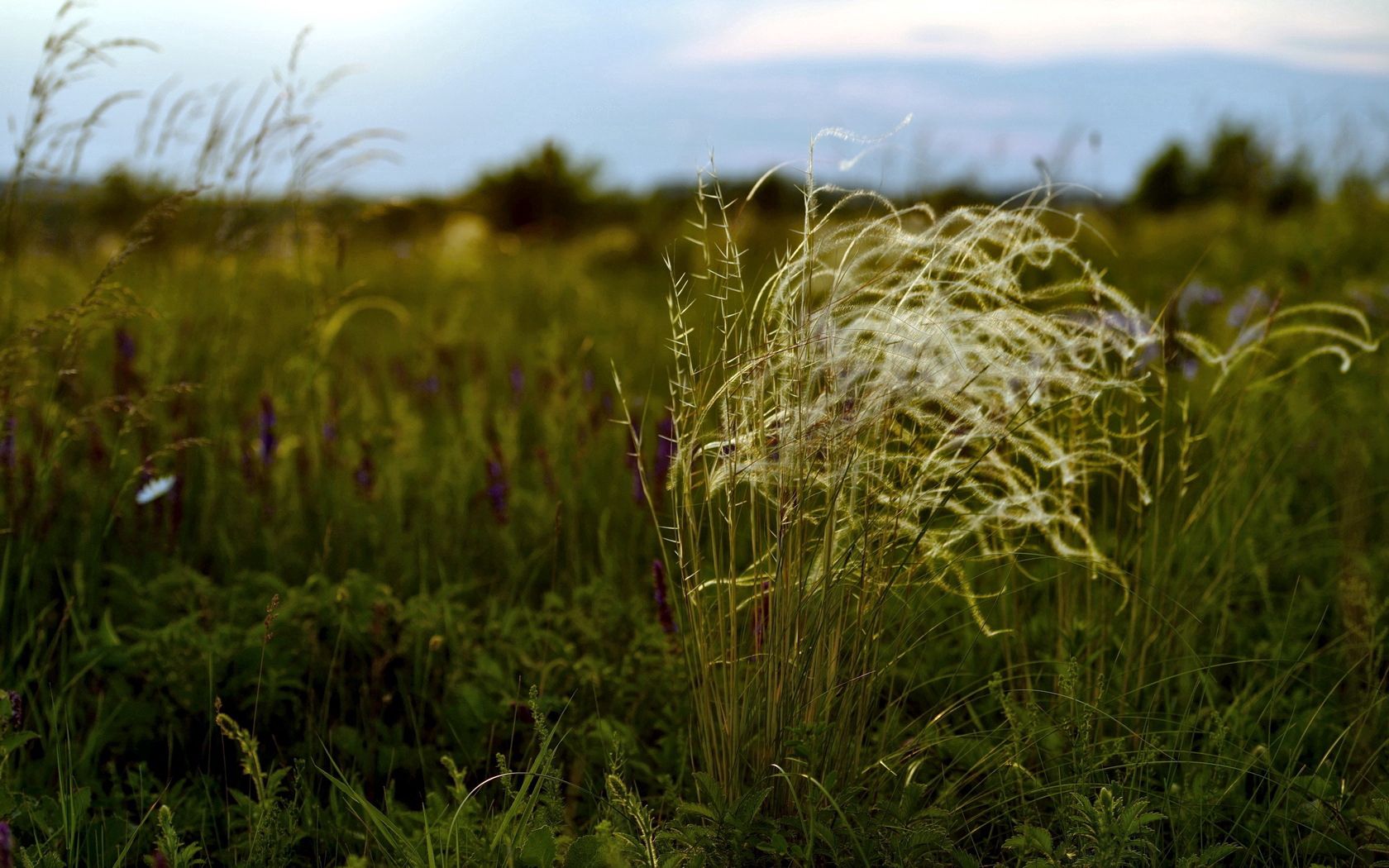 grass, field, variety