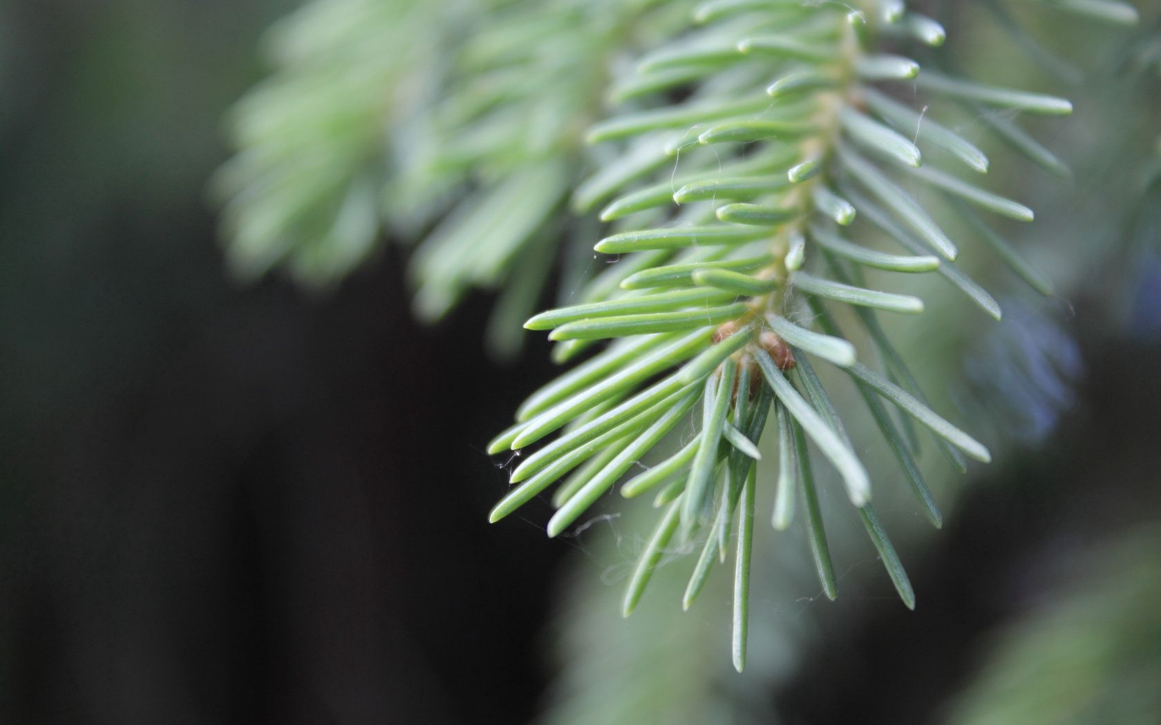 branch, fir-tree, web, needles