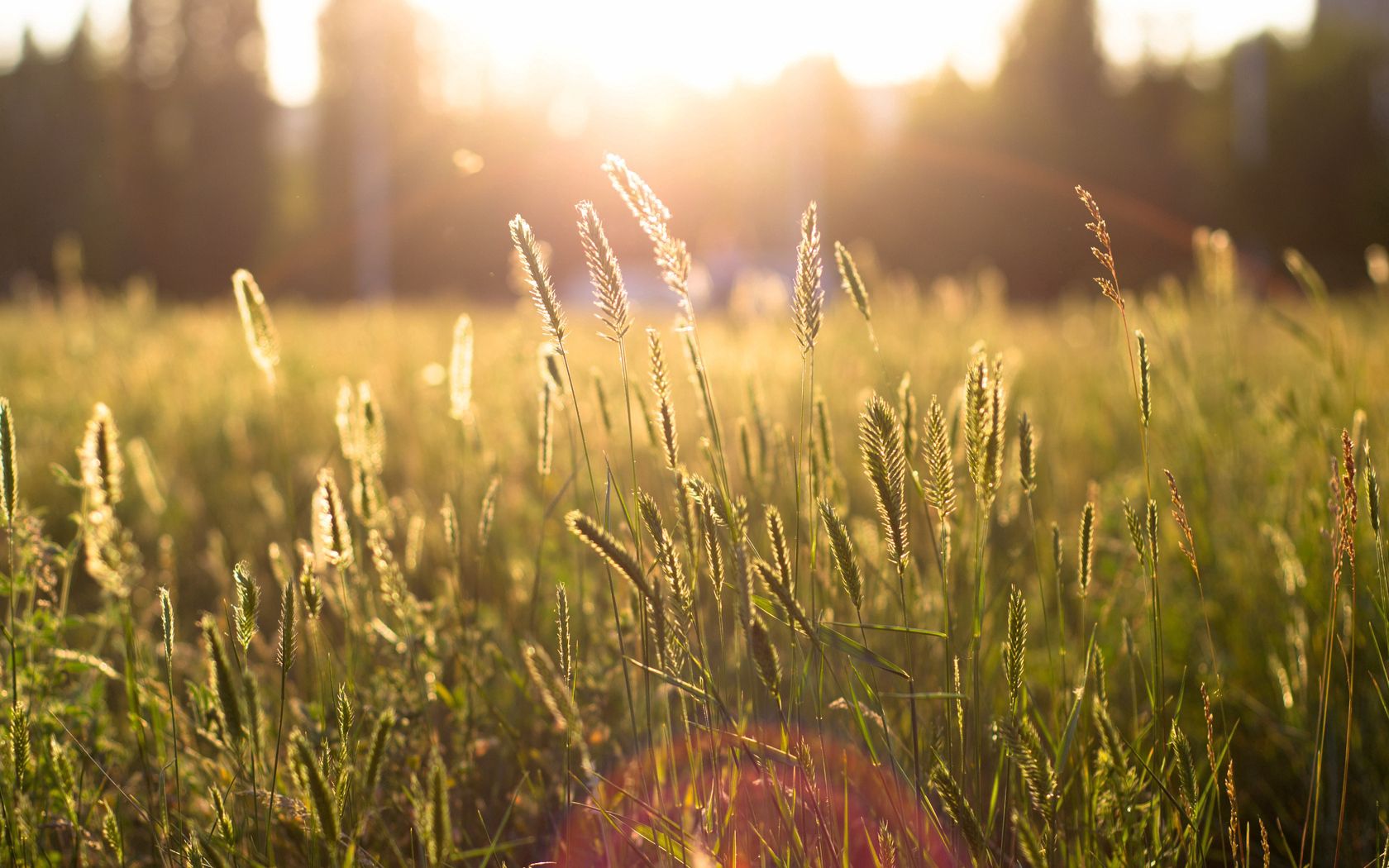 ears, sun, light, patches of light, modulations