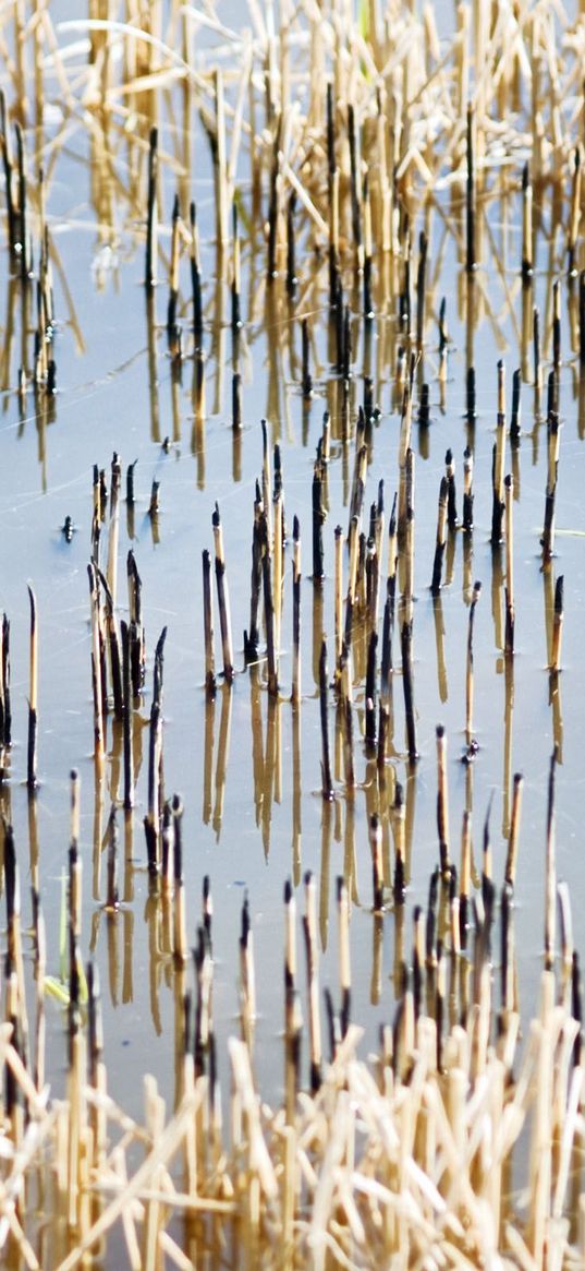 stalks, water, black