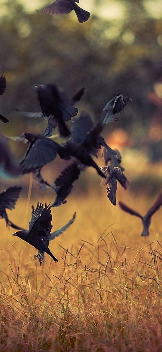 birds, take-off, crows, black, field