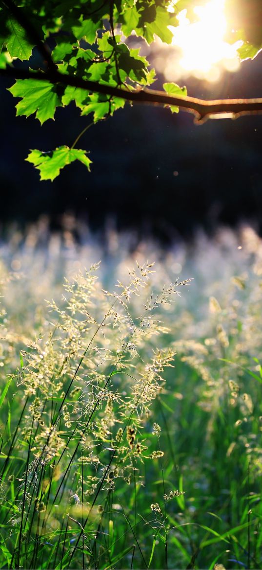 maple, branch, leaves, grass, ears, sun, light