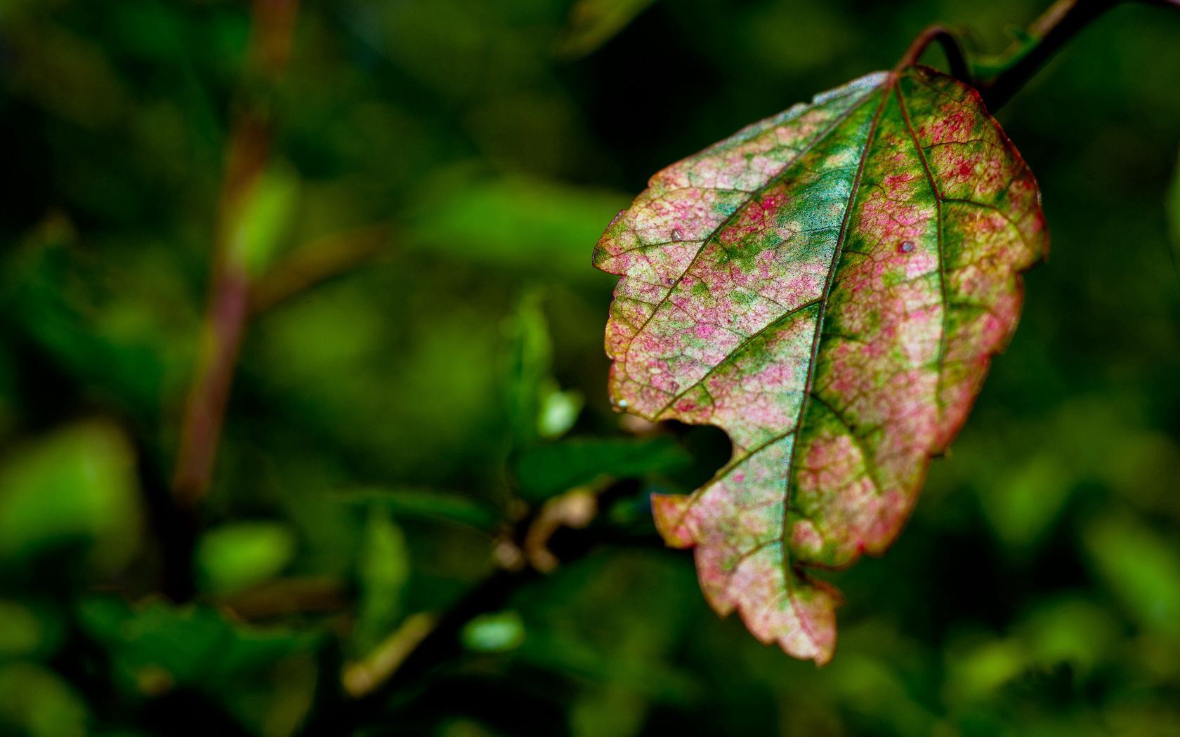 leaf, veins, multi-colored, macro