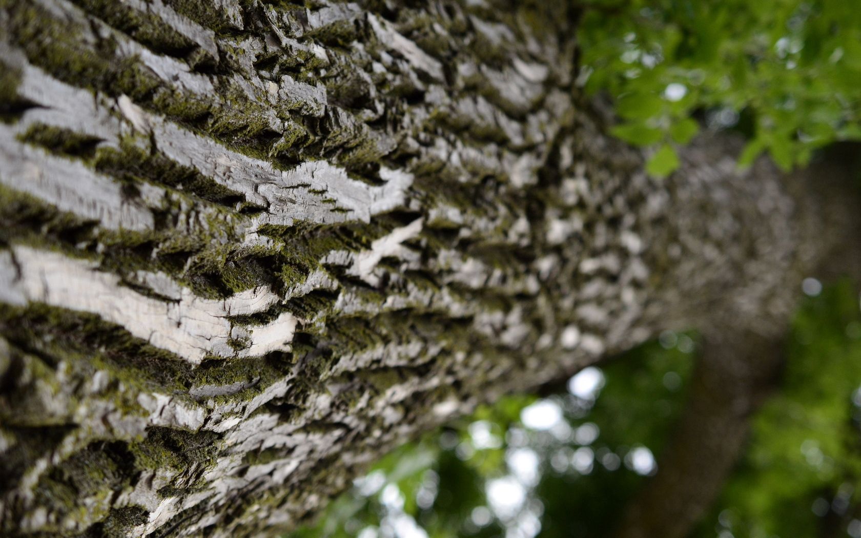 trunk, tree, bark, surface, macro