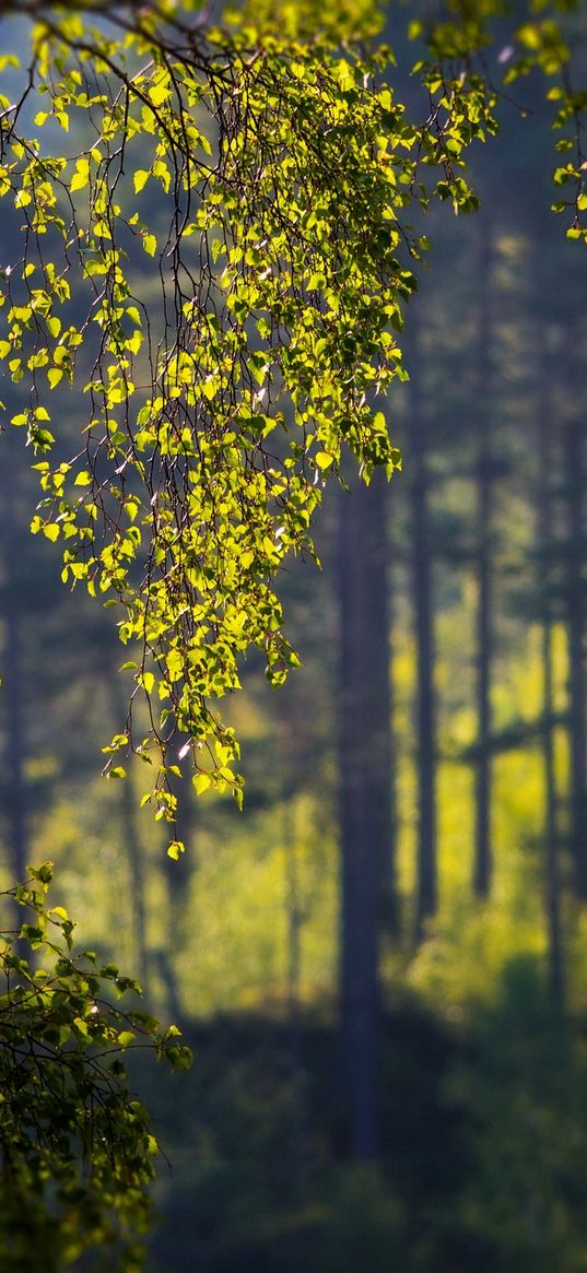 birch, branches, summer, foreground