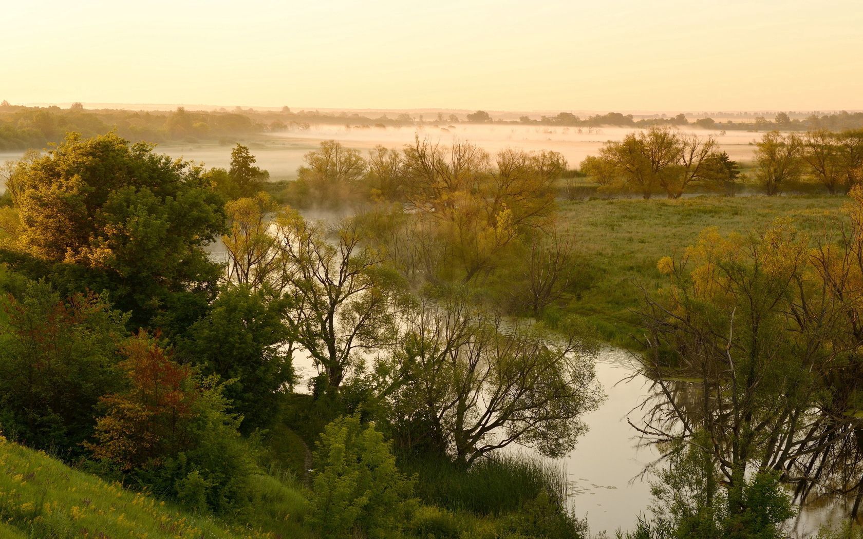 river, lowland, fog, trees