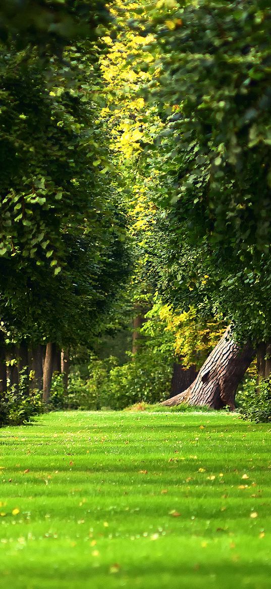 avenue, trees, path, summer, park, leaves, lawn