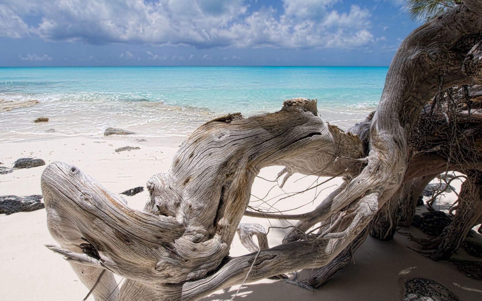 sea, snag, blue water, beach, tree, dry