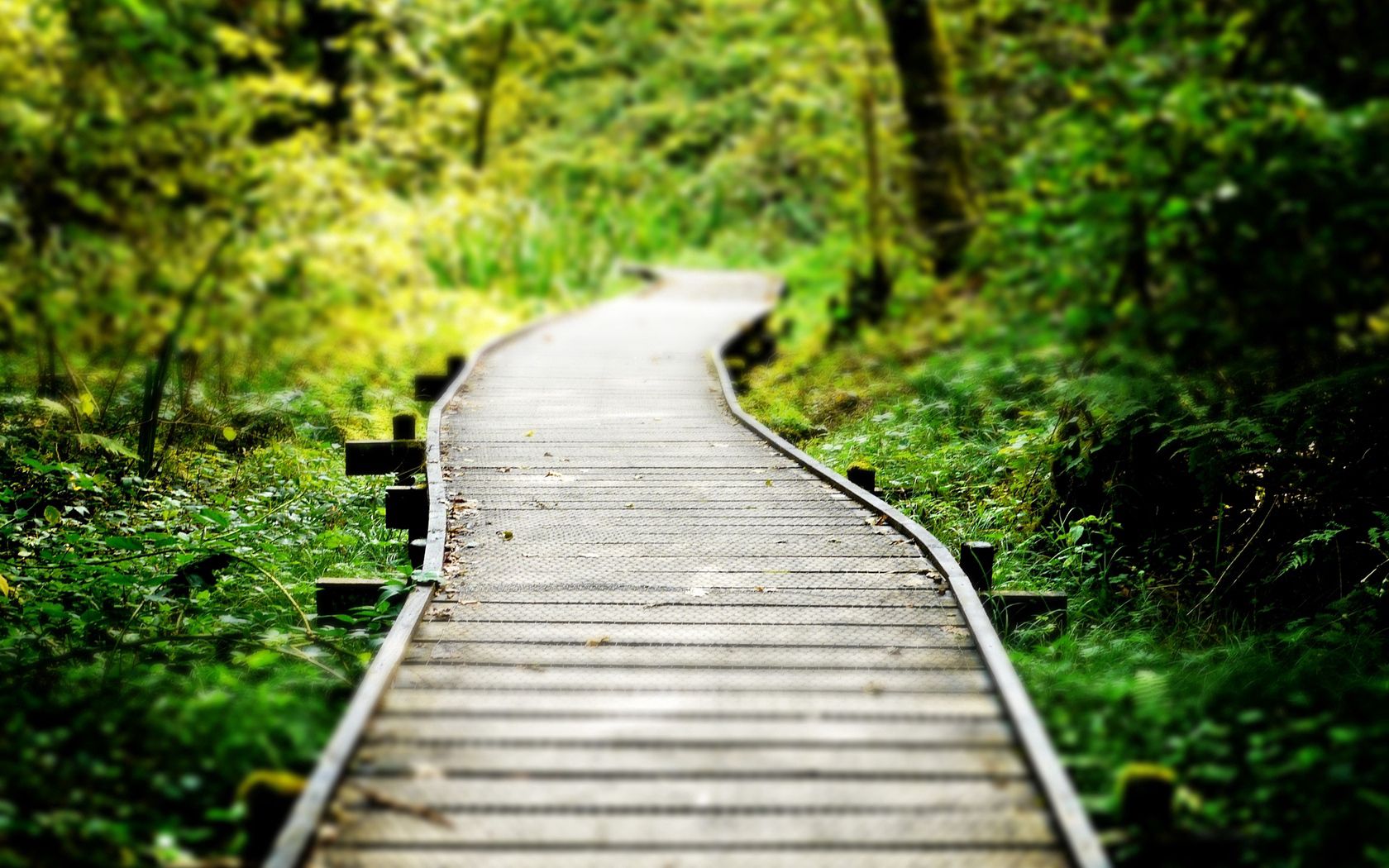 path, wood, grass, vegetation, strips