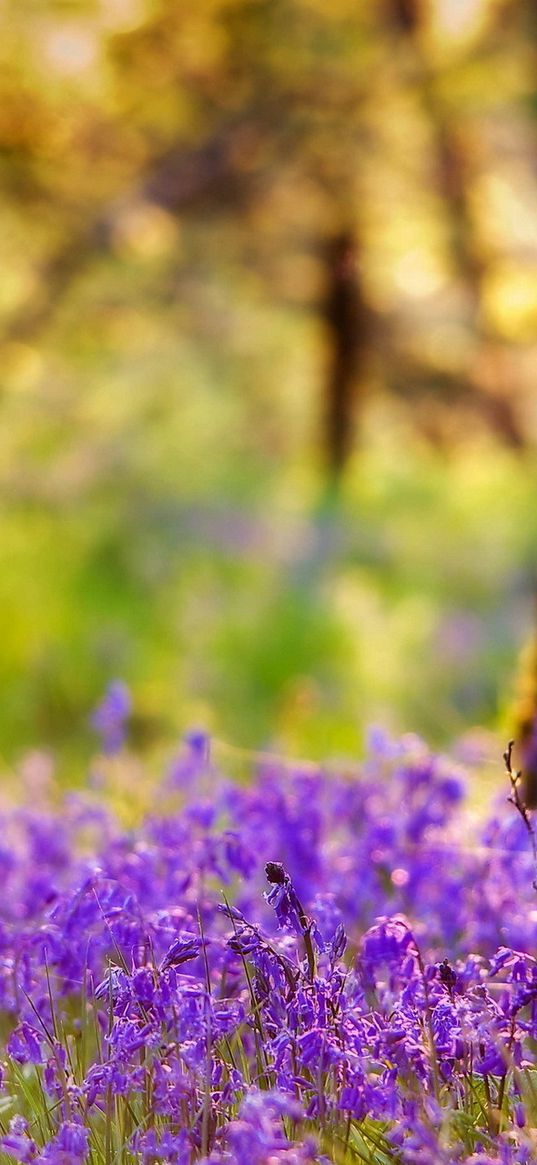 tree, trunk, flowers, summer