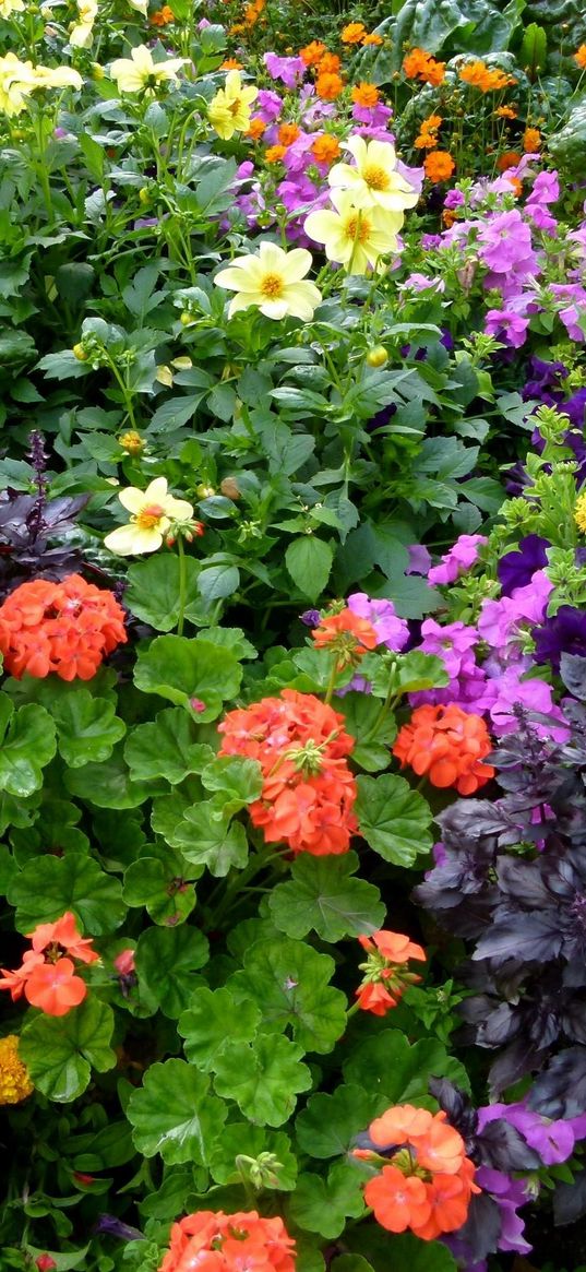 color, different, many, flowerbed, green