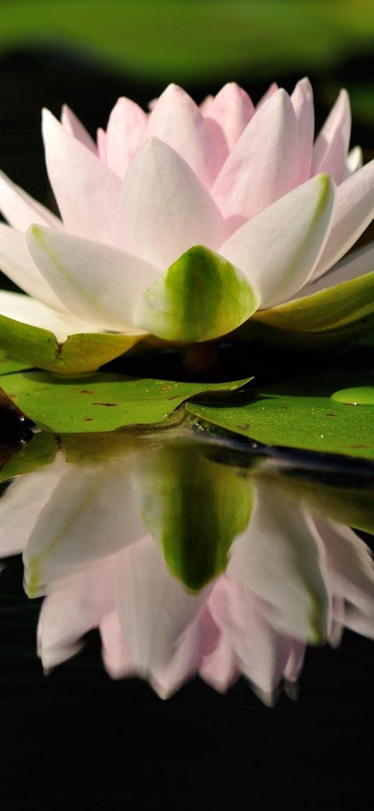 water lily, water, reflection, quiet, leaves