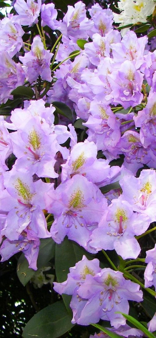 azalea, lilac, flowering, shrub