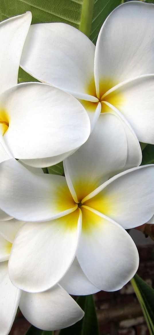 plumeria, blossom, leaf, exotic