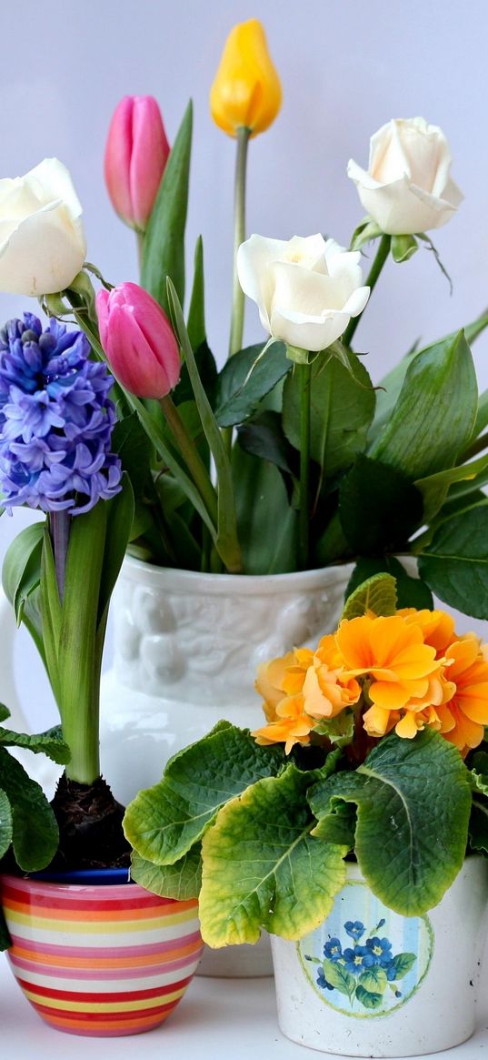 roses, tulips, herberas, hyacinths, primroses, bouquet, pots