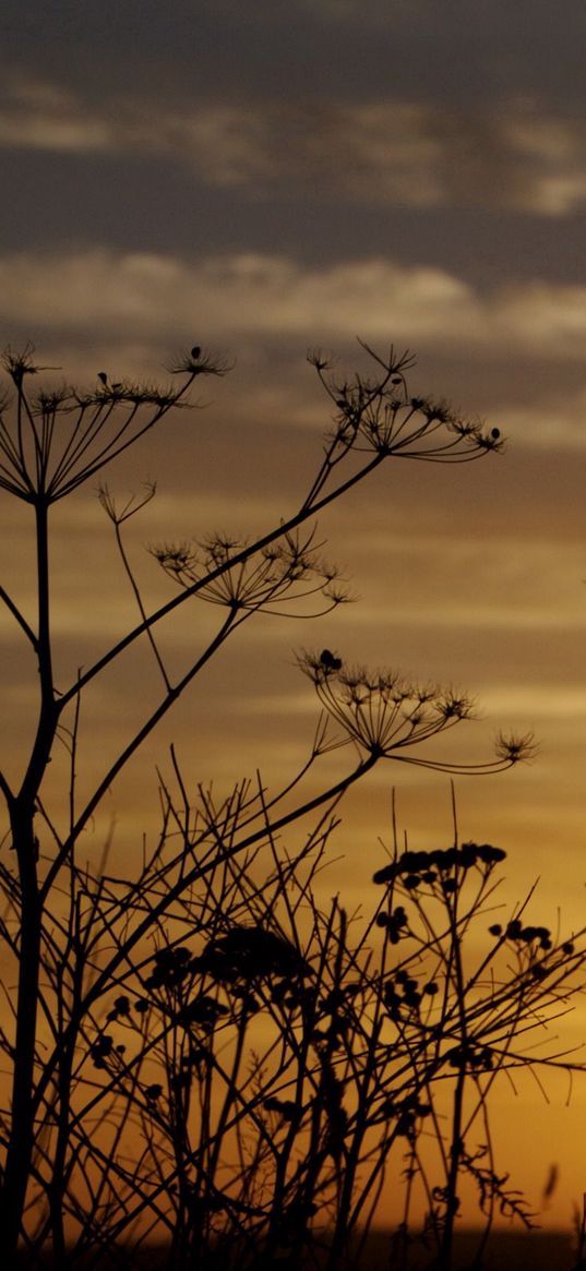 decline, evening, grass, field, silhouettes