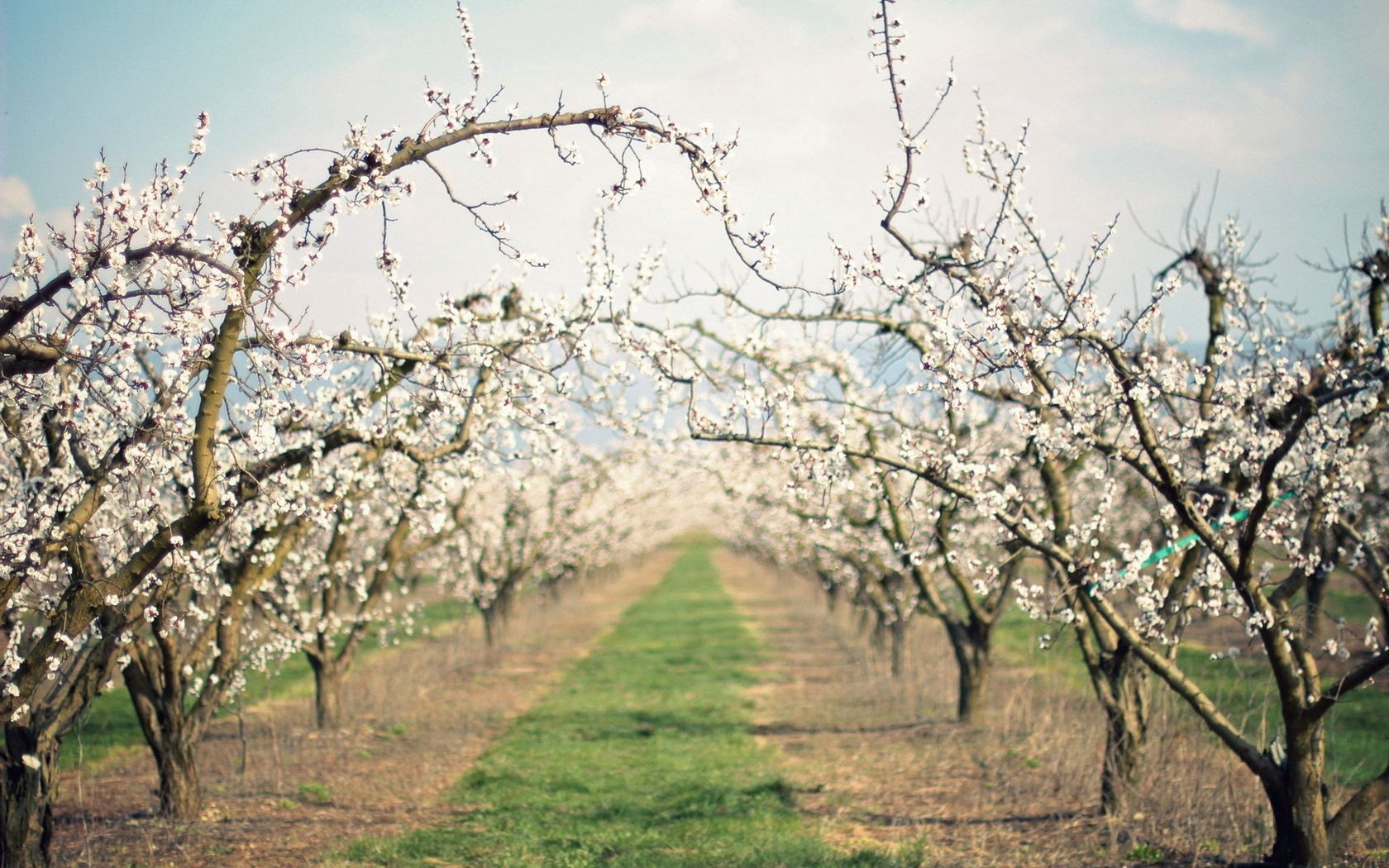 path, garden, flowering, spring, apple-trees