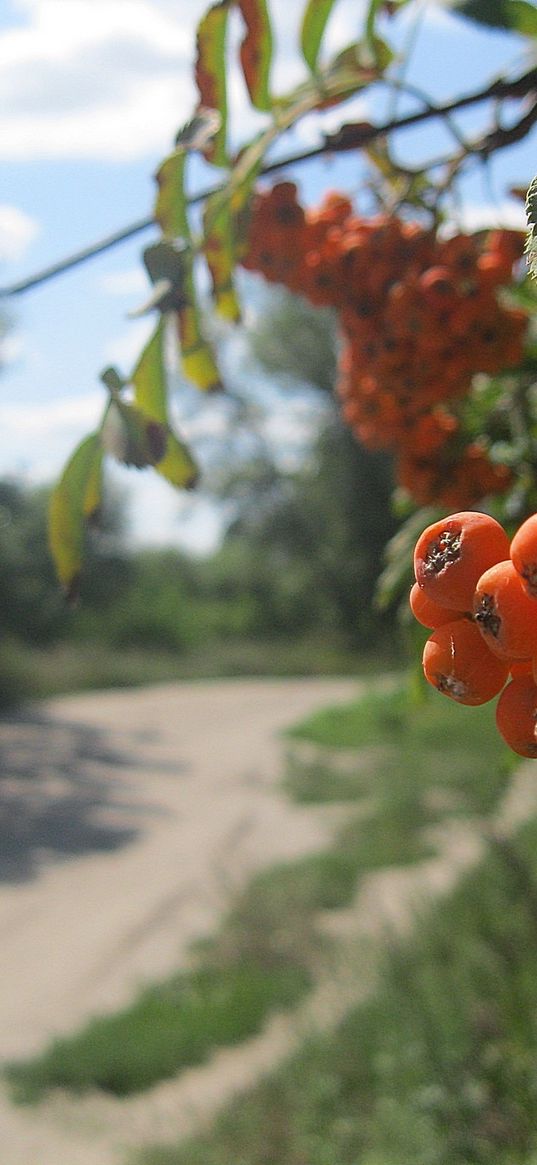 mountain ash, berry, cluster, summer