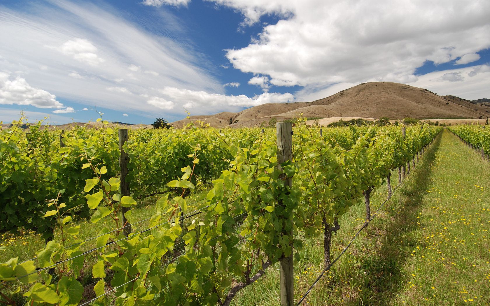 vineyard, garden, bushes, ranks, fence