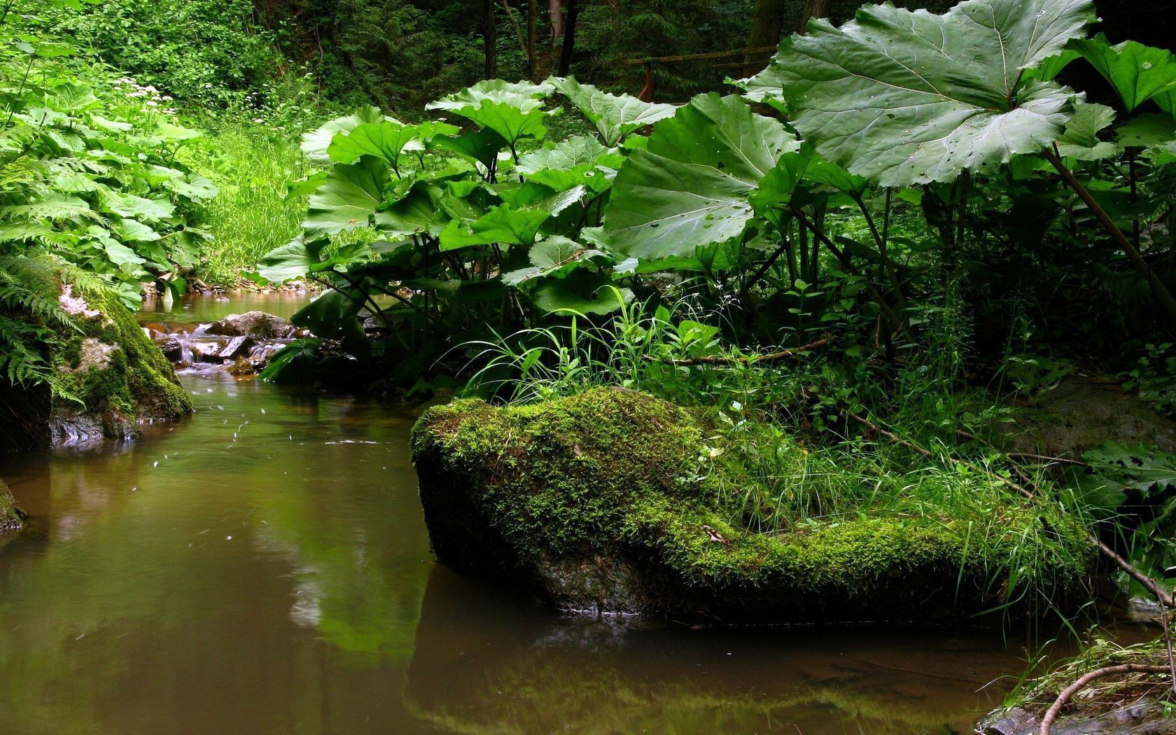 stream, river, burdocks, water, dirty