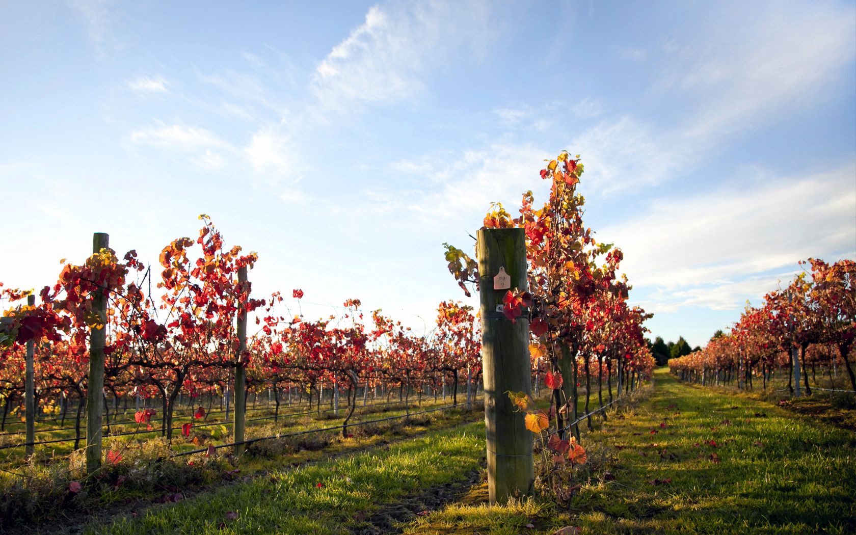 vineyard, sprouts, ranks, plantation