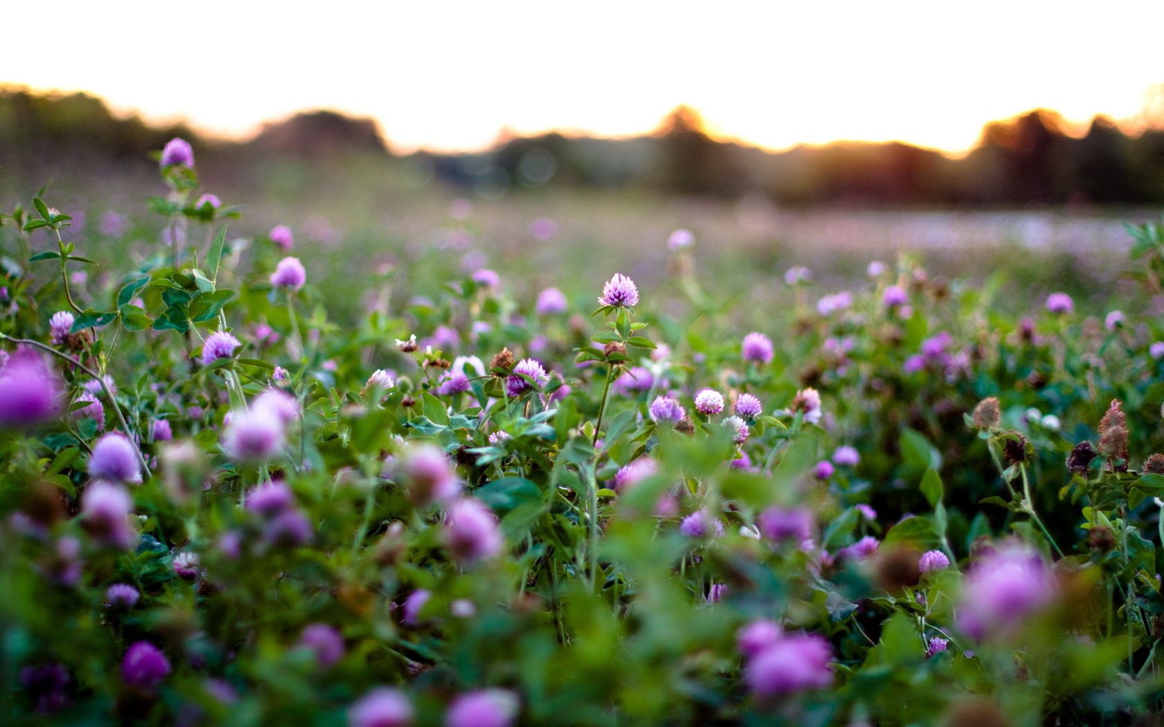 clover, photo, flowers