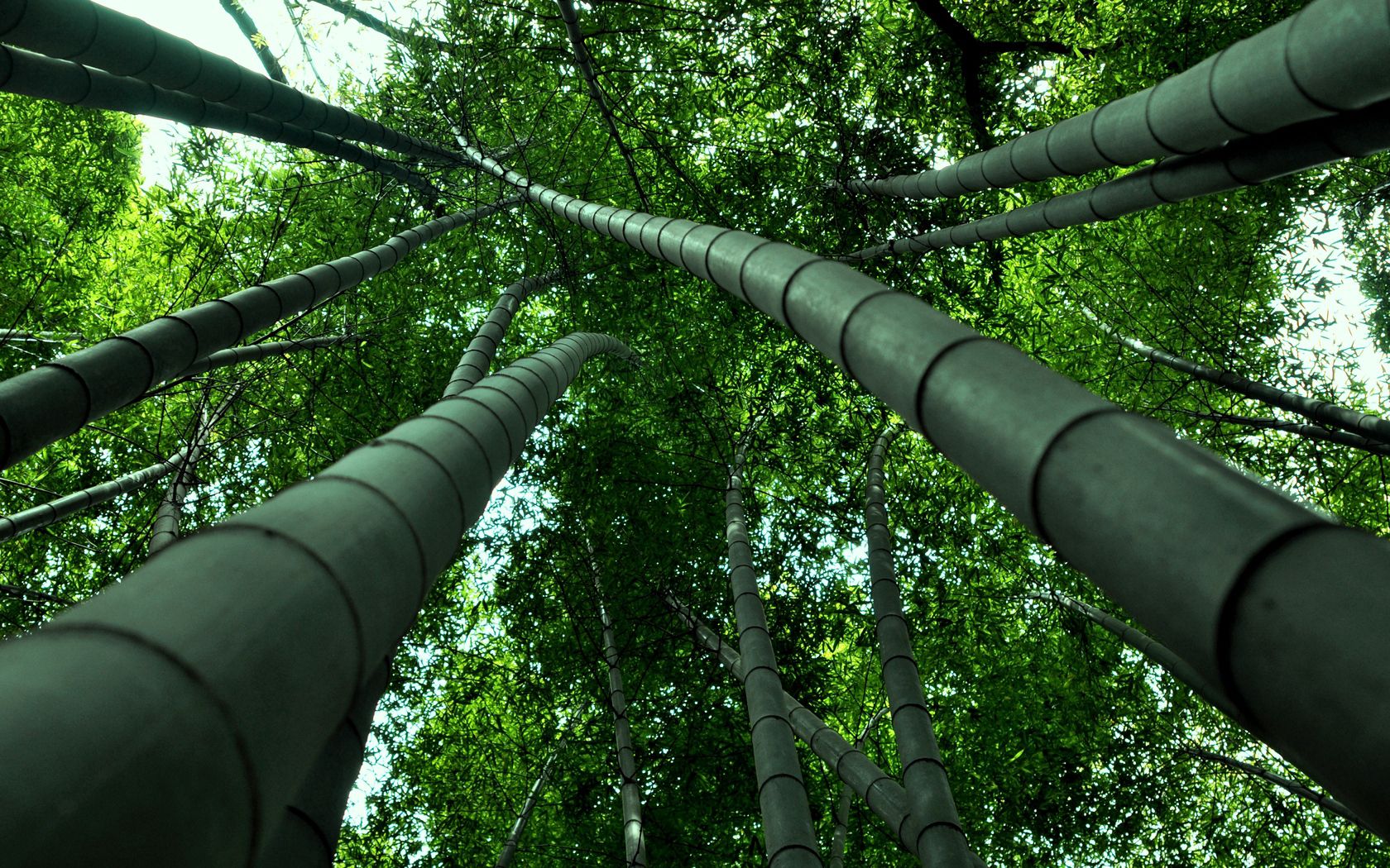 bamboo, look, from below