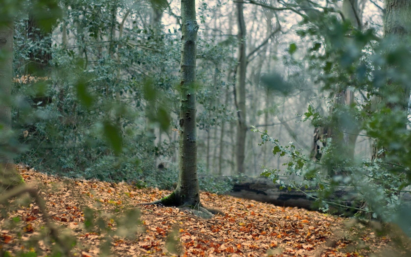 tree, trunk, autumn, leaves, emptiness, dullness