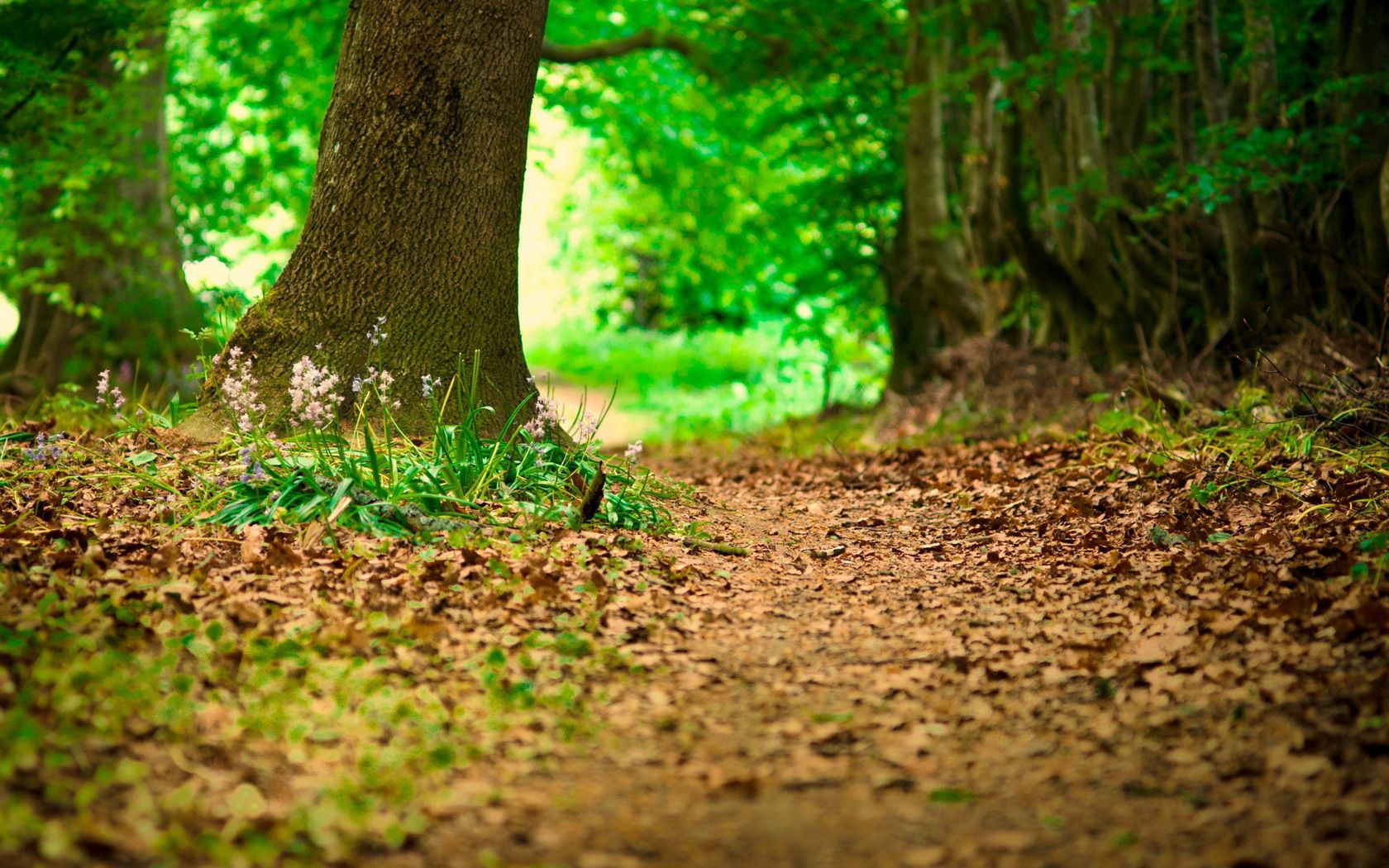 grass, earth, track, flowers, summer, leaves, underbrush