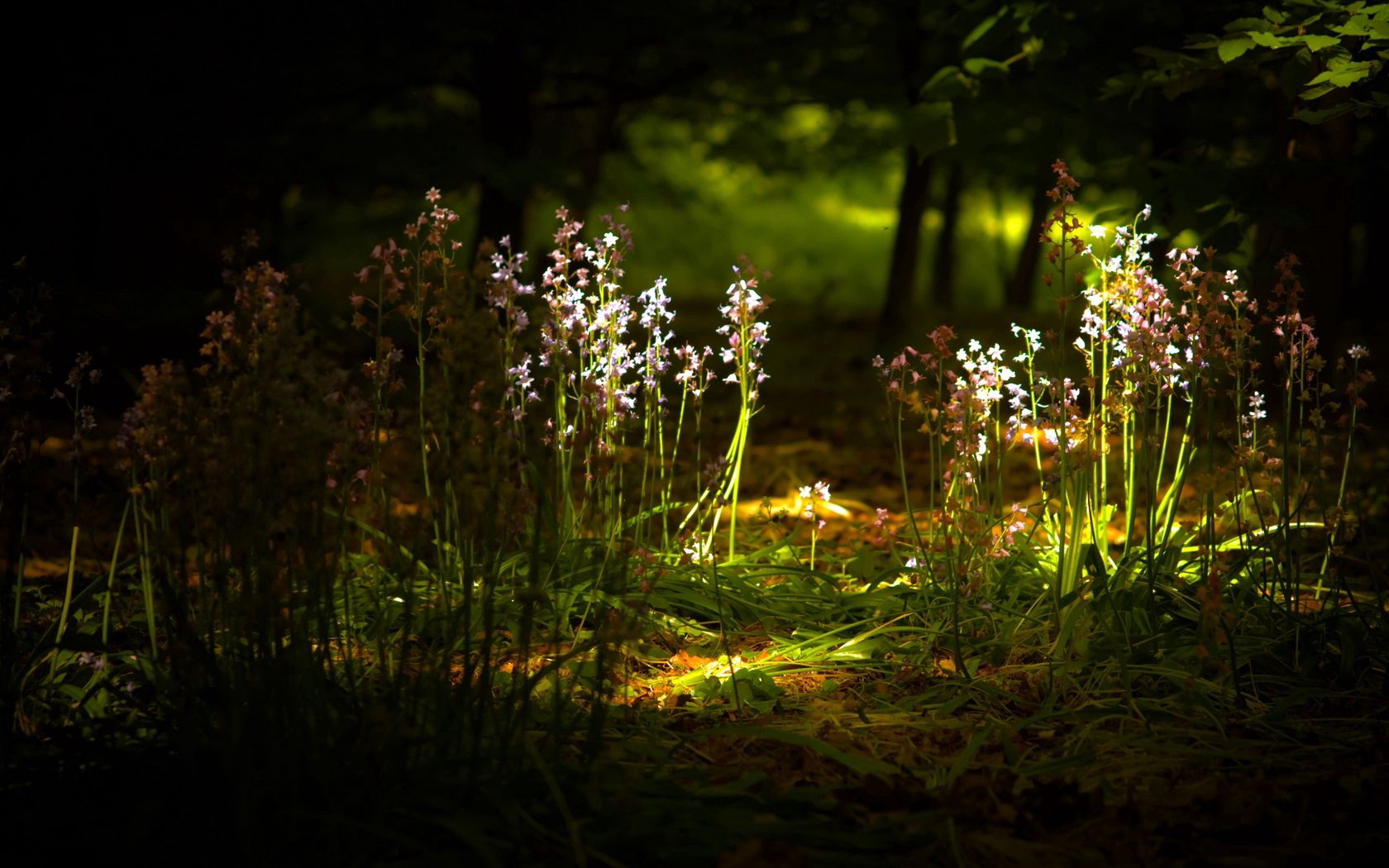 flowers, sprouts, underbrush