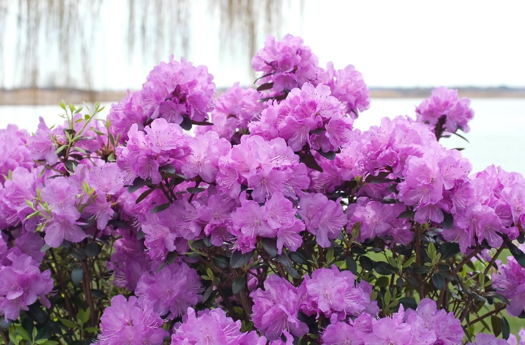 azalea, flowering, lilac, shrub