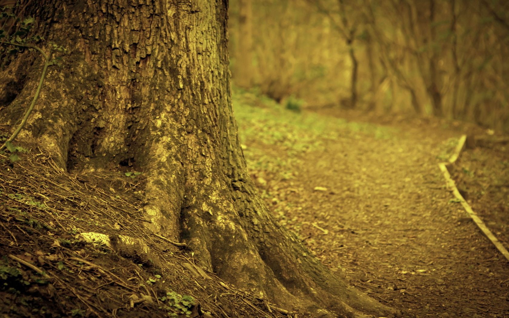 trunk, tree, root, earth, branches, dry