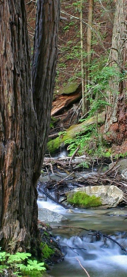 wood, trees, trunks, stream, water