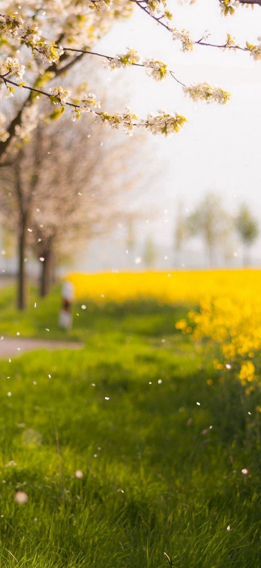 trees, spring, flowering, field, yellow, petals