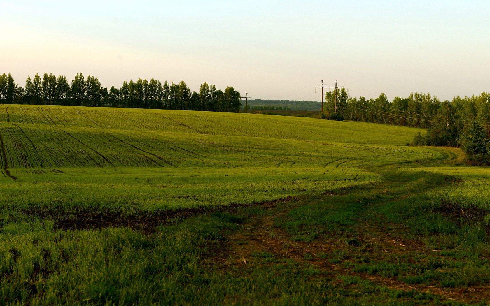 field, green, cloudy, agriculture