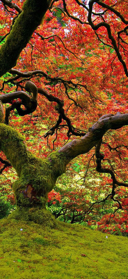 tree, moss, krone, twisting, bright, colors