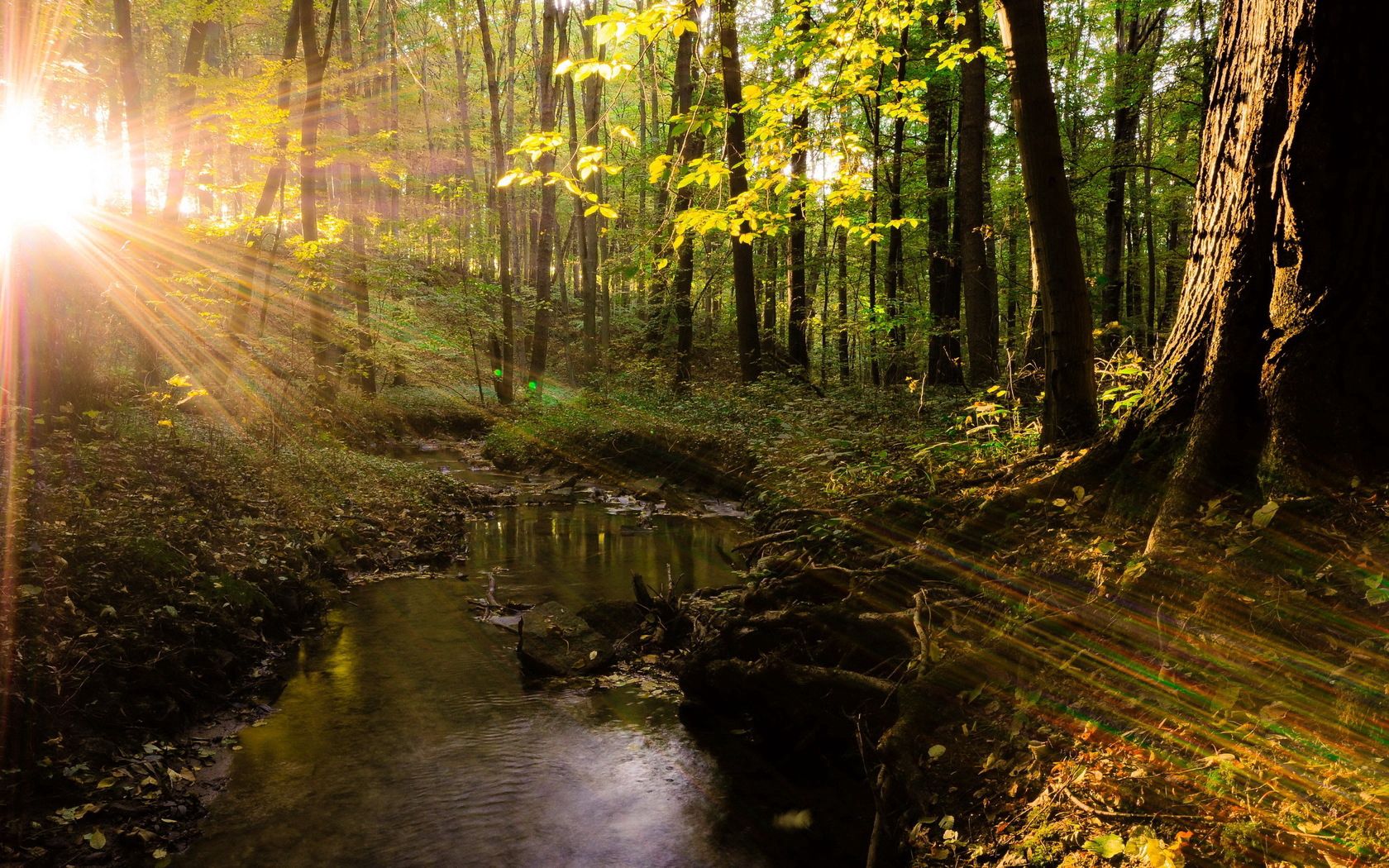 beams, sun, light, trees, wood, modulations