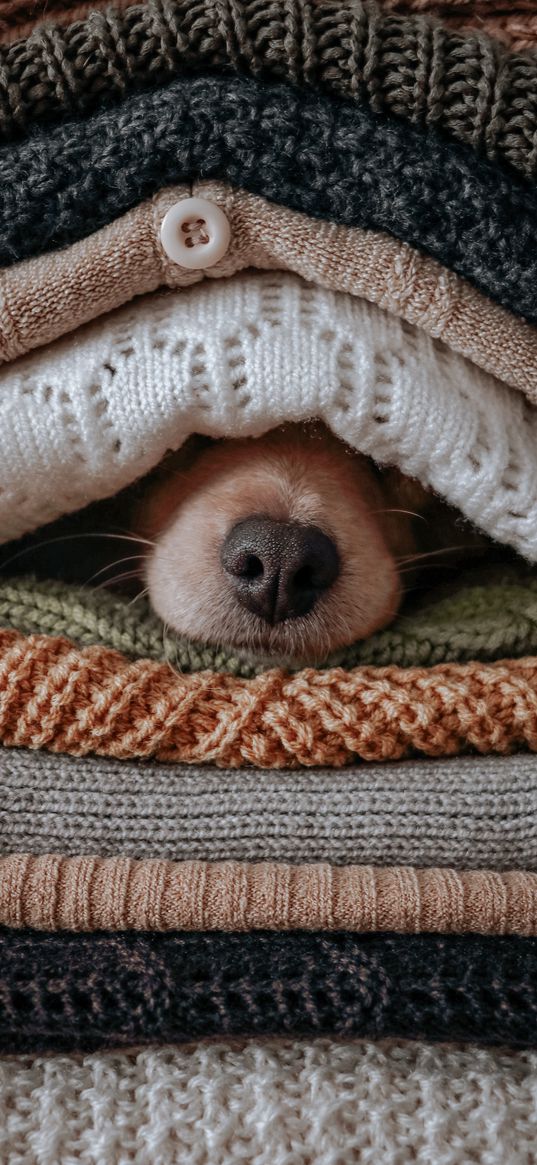 dog, sweater, clothes, animal, nose