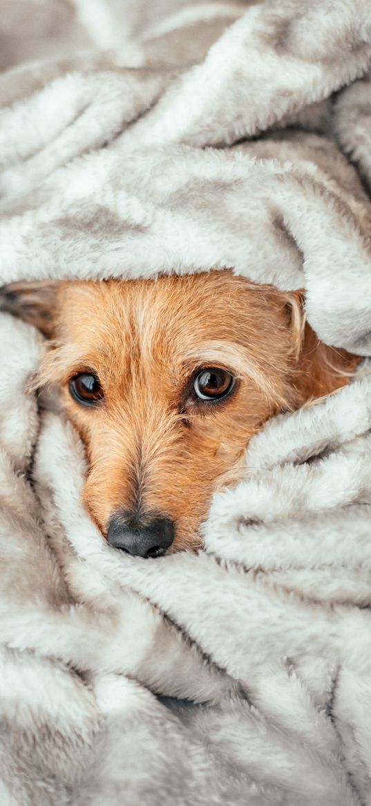 dog, plaid, blanket, animal, animals