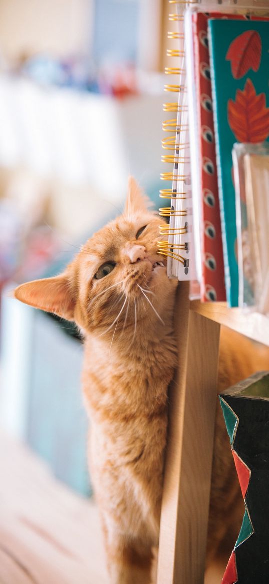 cat, books, animals, notebooks, items