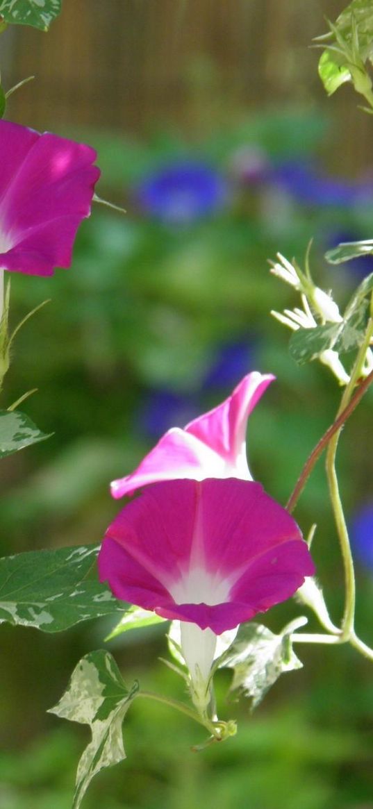 morning glory, flowers, bindweed, green, blur