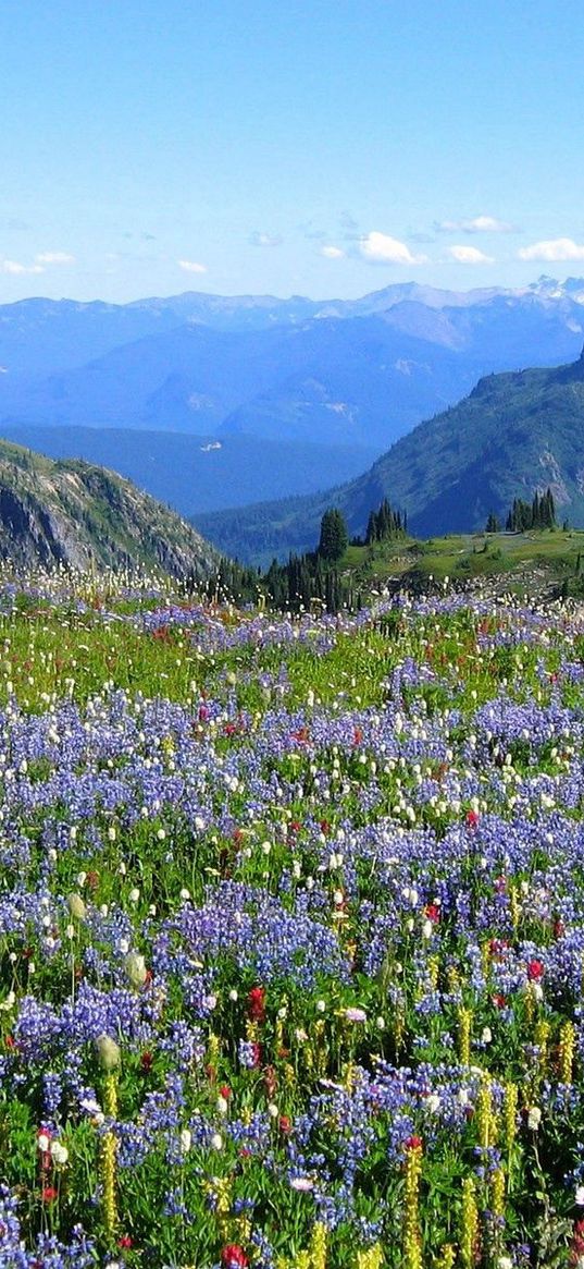 mountains, alpes, flowers, vegetation