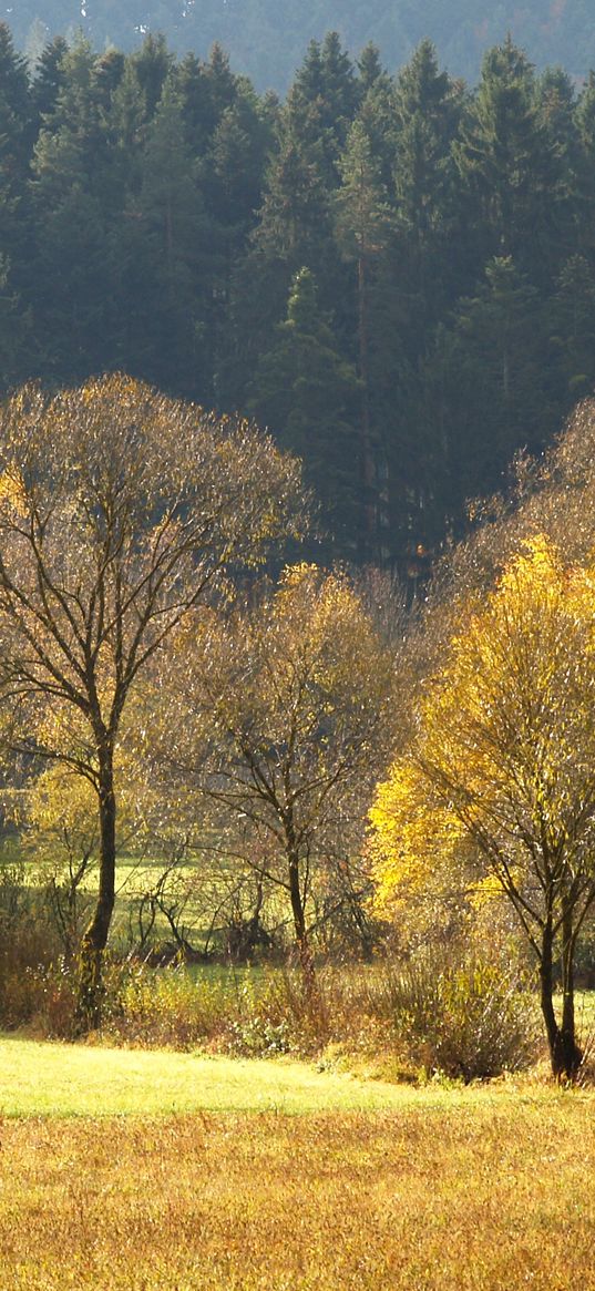 wood, gold, autumn, trees, field, coniferous